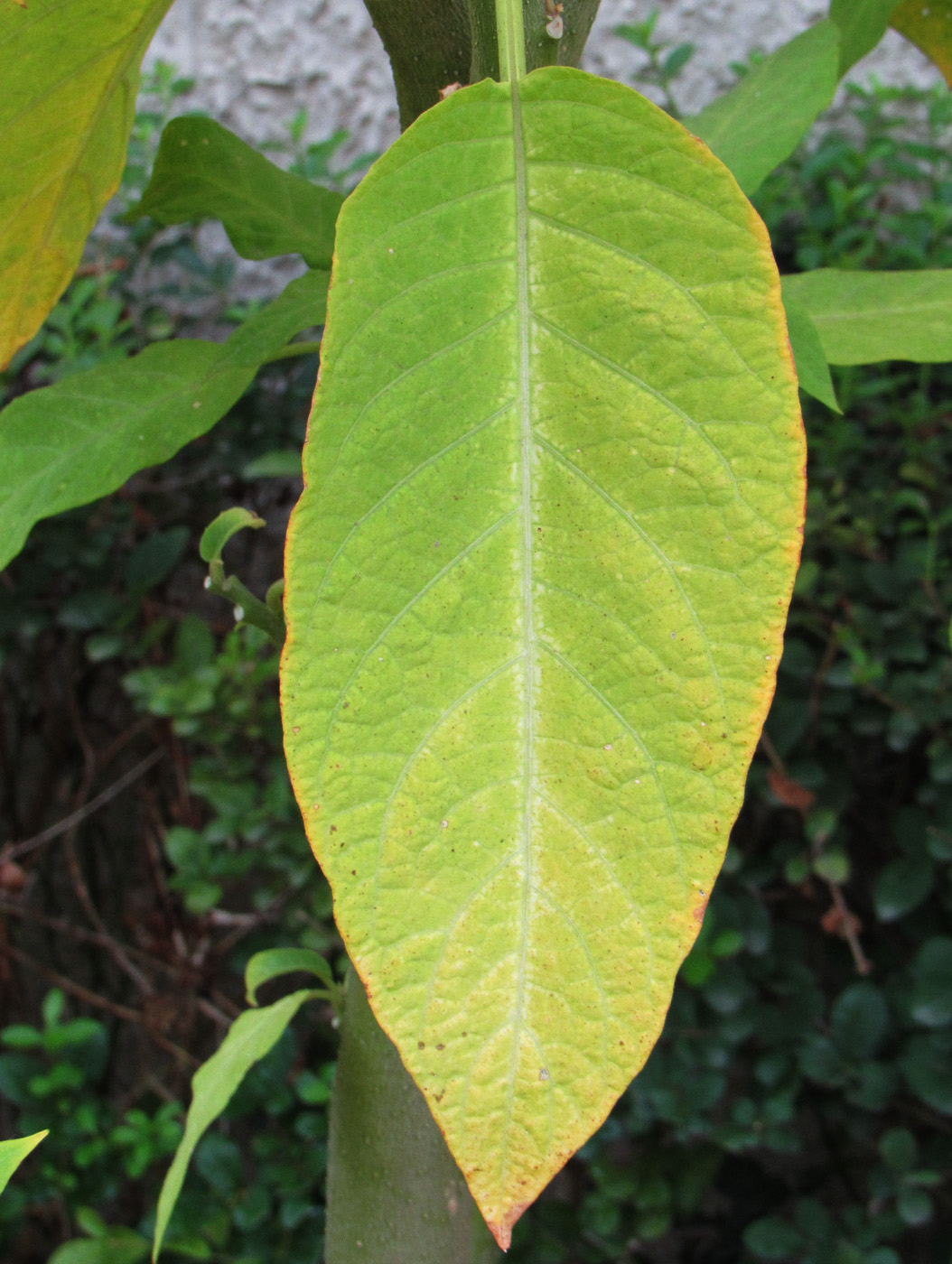 Image of Brugmansia aurea specimen.