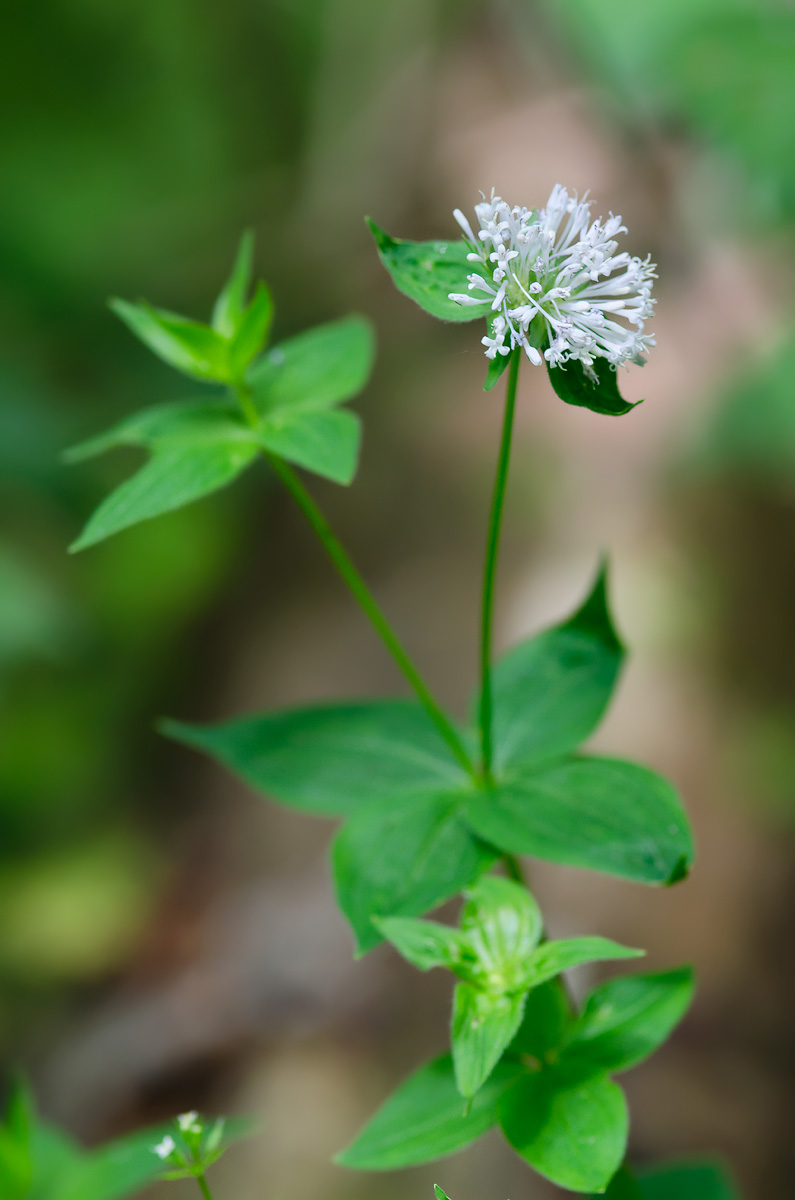 Изображение особи Asperula caucasica.