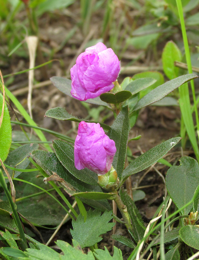 Изображение особи род Rhododendron.