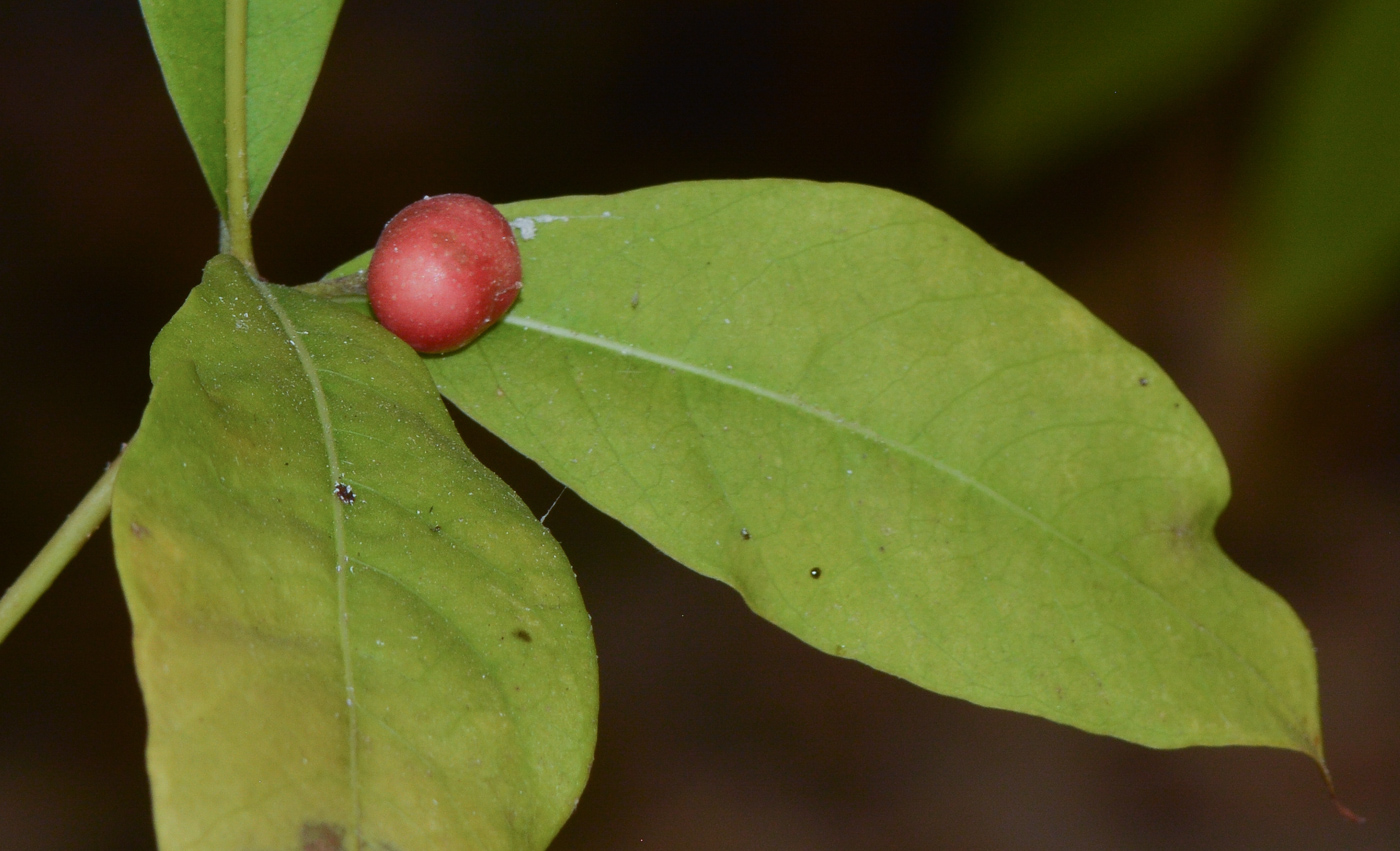 Изображение особи Rauvolfia tetraphylla.