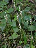 Goodyera repens. Верхушки цветущих растений (вокруг видны листья Maianthemum bifolium). Челябинская обл., Златоустовский гор. округ, хребет Большой Таганай, Двуглавая сопка, ≈ 800 м н.у.м., смешанный лес. 06.08.2019.