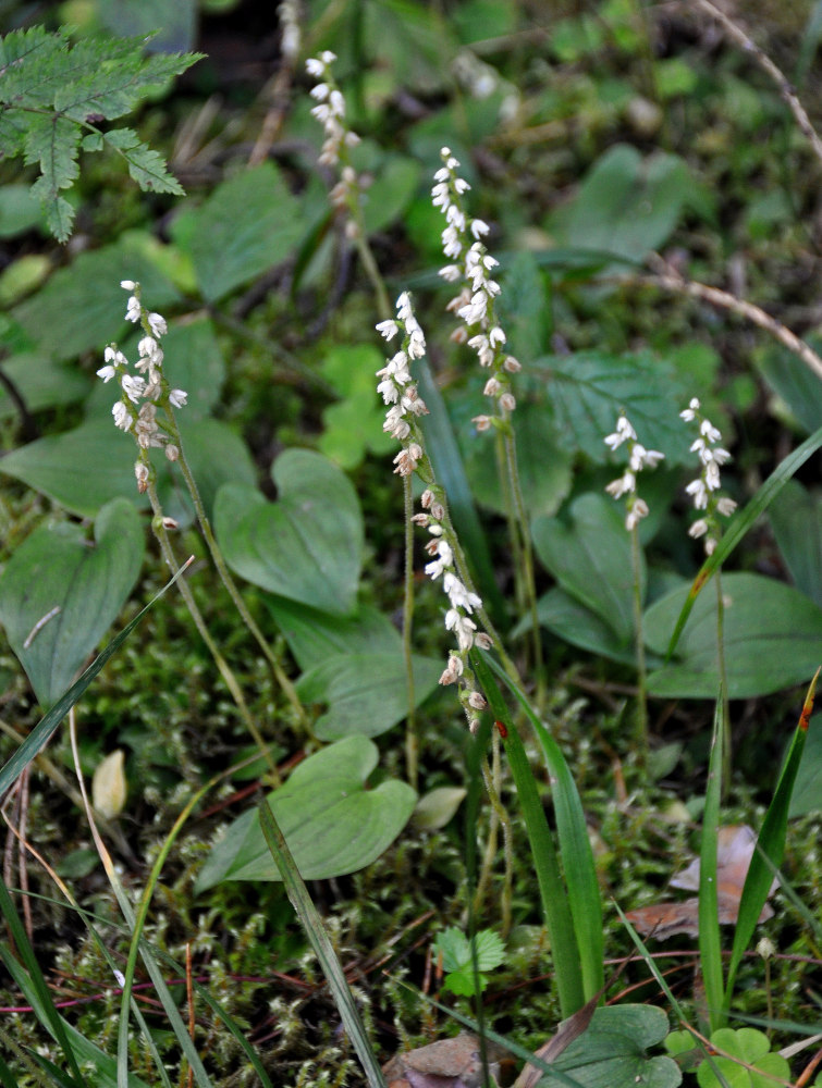 Изображение особи Goodyera repens.