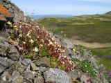 Saxifraga kruhsiana. Цветущие растения. Берингово море, Карагинский зал., о. Верхотурова, каменистая вершина холма. 17.06.2019.