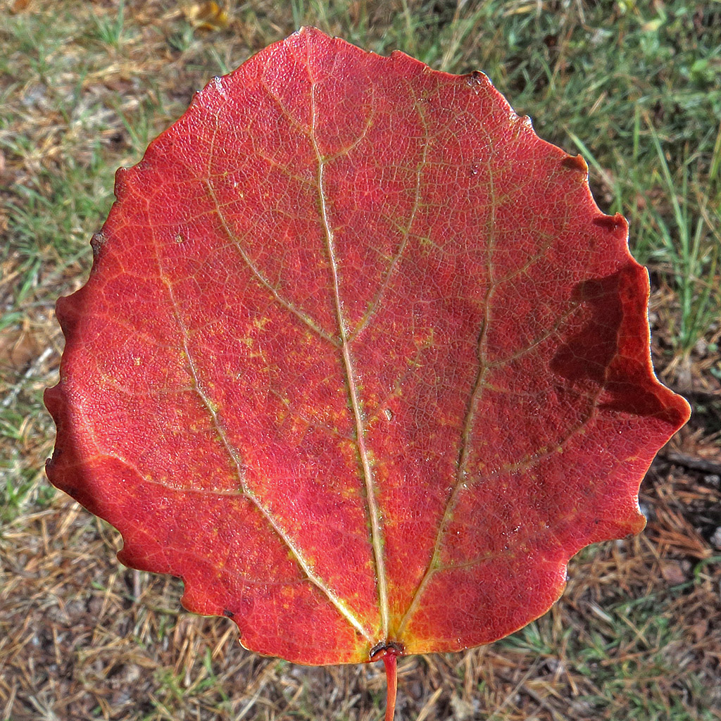 Image of Populus tremula specimen.