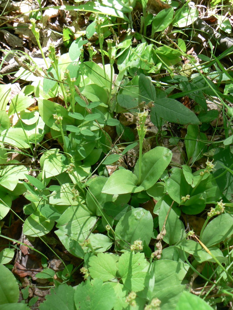 Image of Liparis kumokiri specimen.