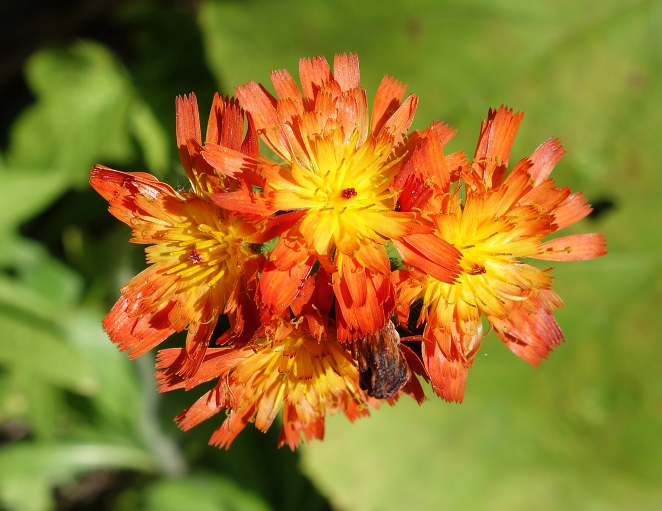 Изображение особи Pilosella aurantiaca.