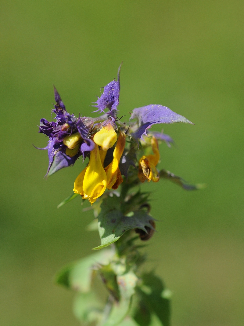 Изображение особи Melampyrum nemorosum.