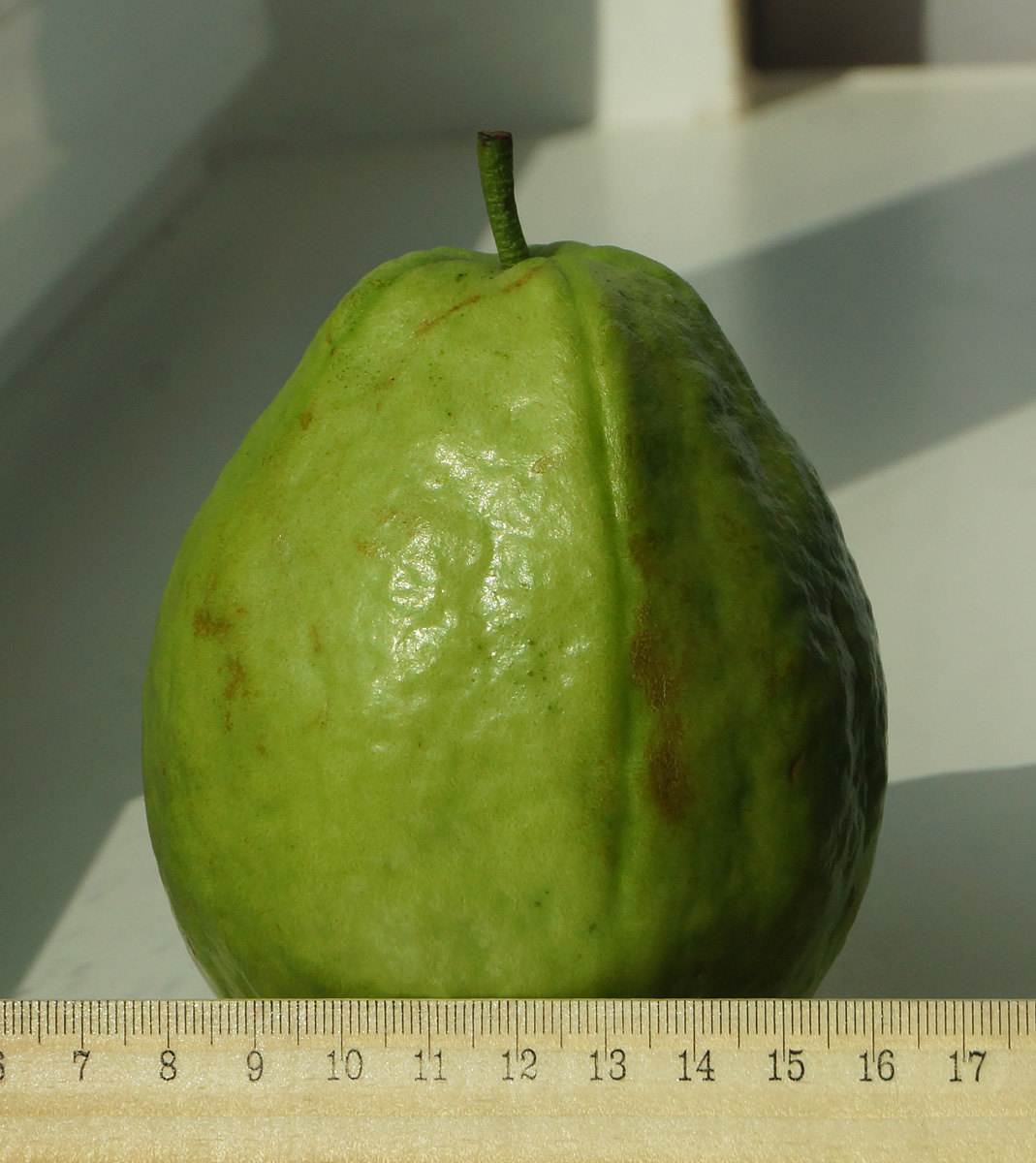 Image of Psidium guajava specimen.