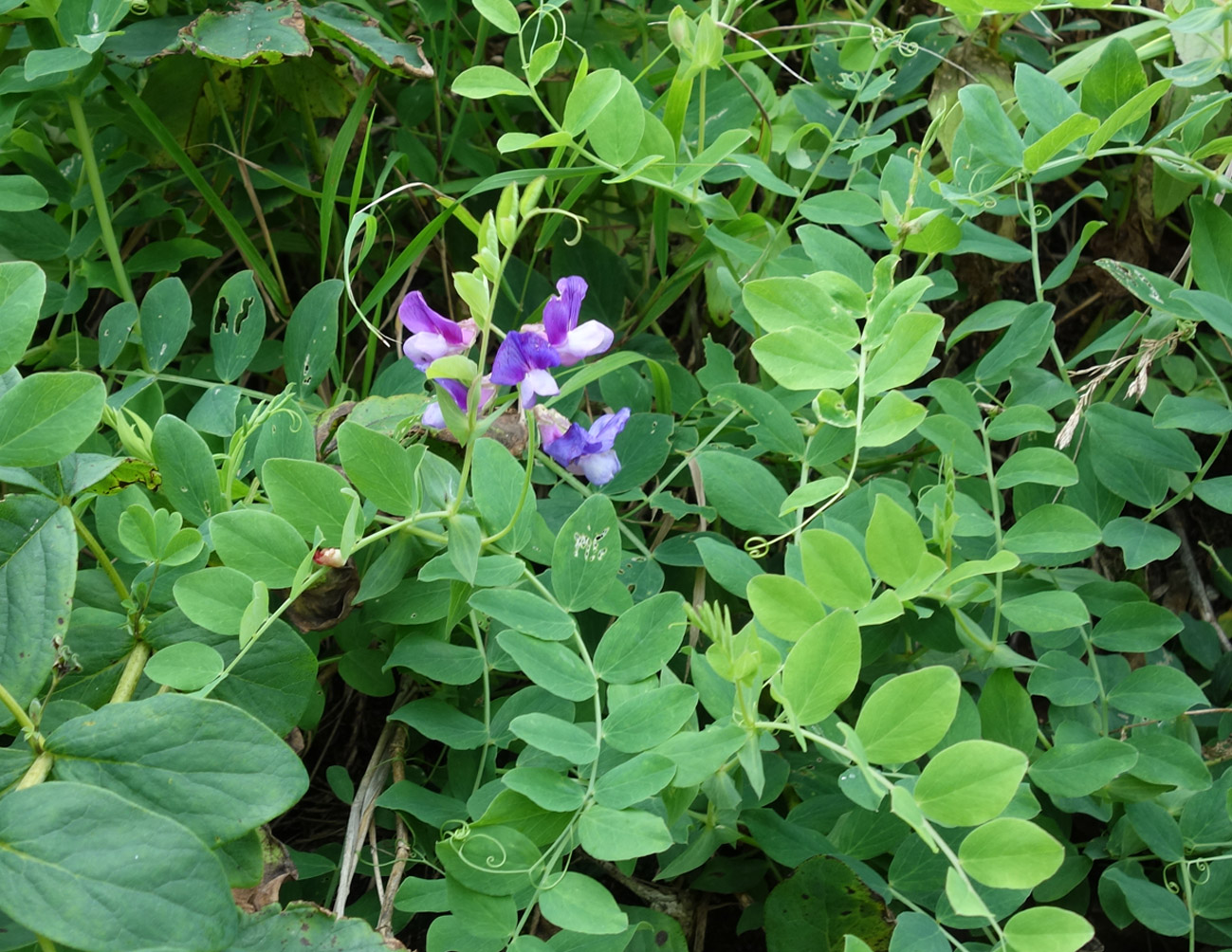 Изображение особи Lathyrus japonicus.