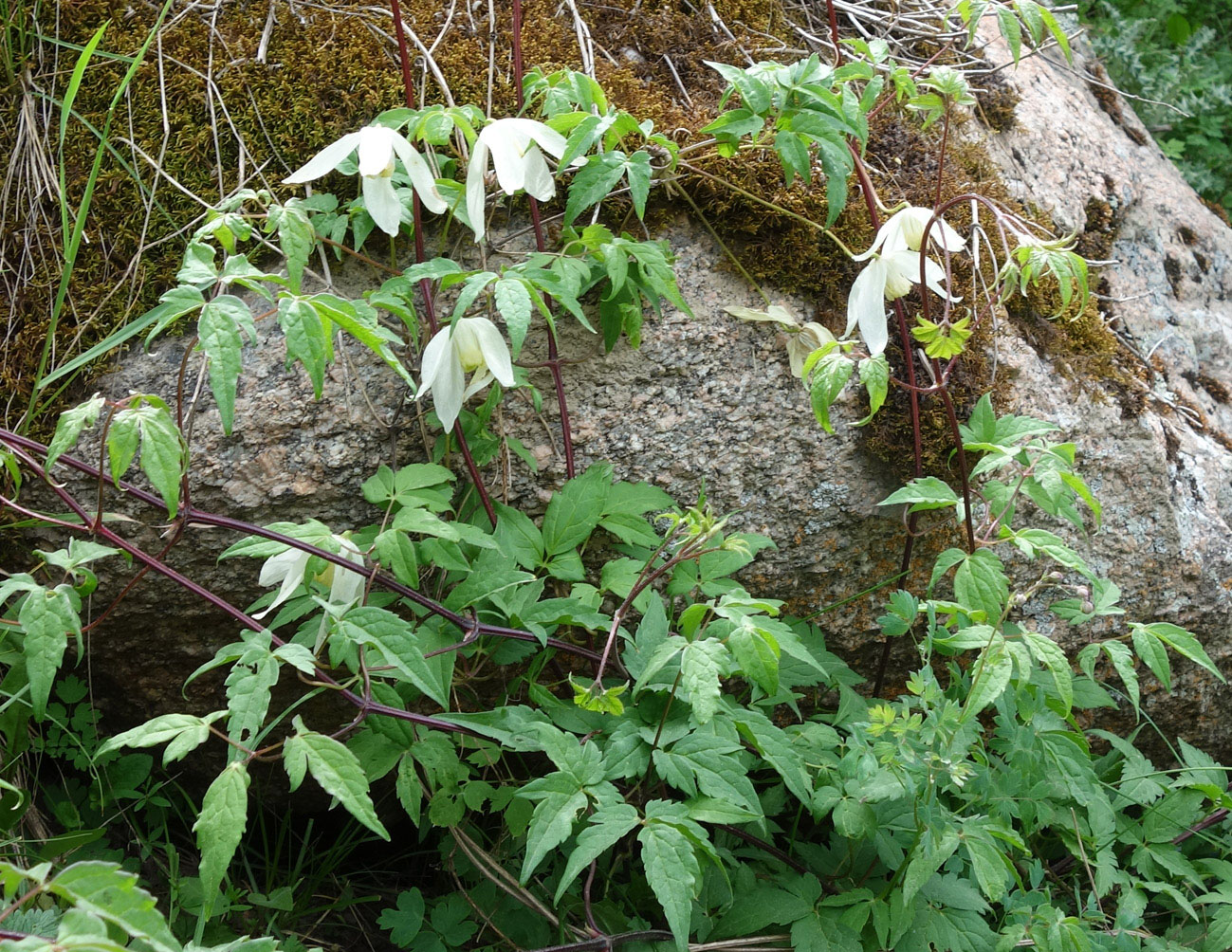 Image of Atragene sibirica specimen.