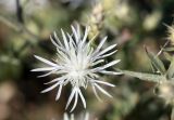 Centaurea diffusa