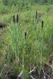 Typha latifolia. Цветущие и плодоносящие растения. Карельский перешеек, окр. Сертолово, на просеке газопровода. 14.07.2019.