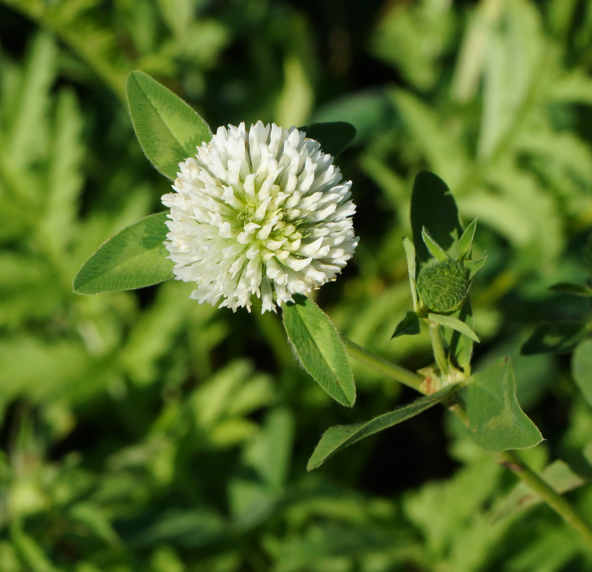 Изображение особи Trifolium pratense var. albiflorum.