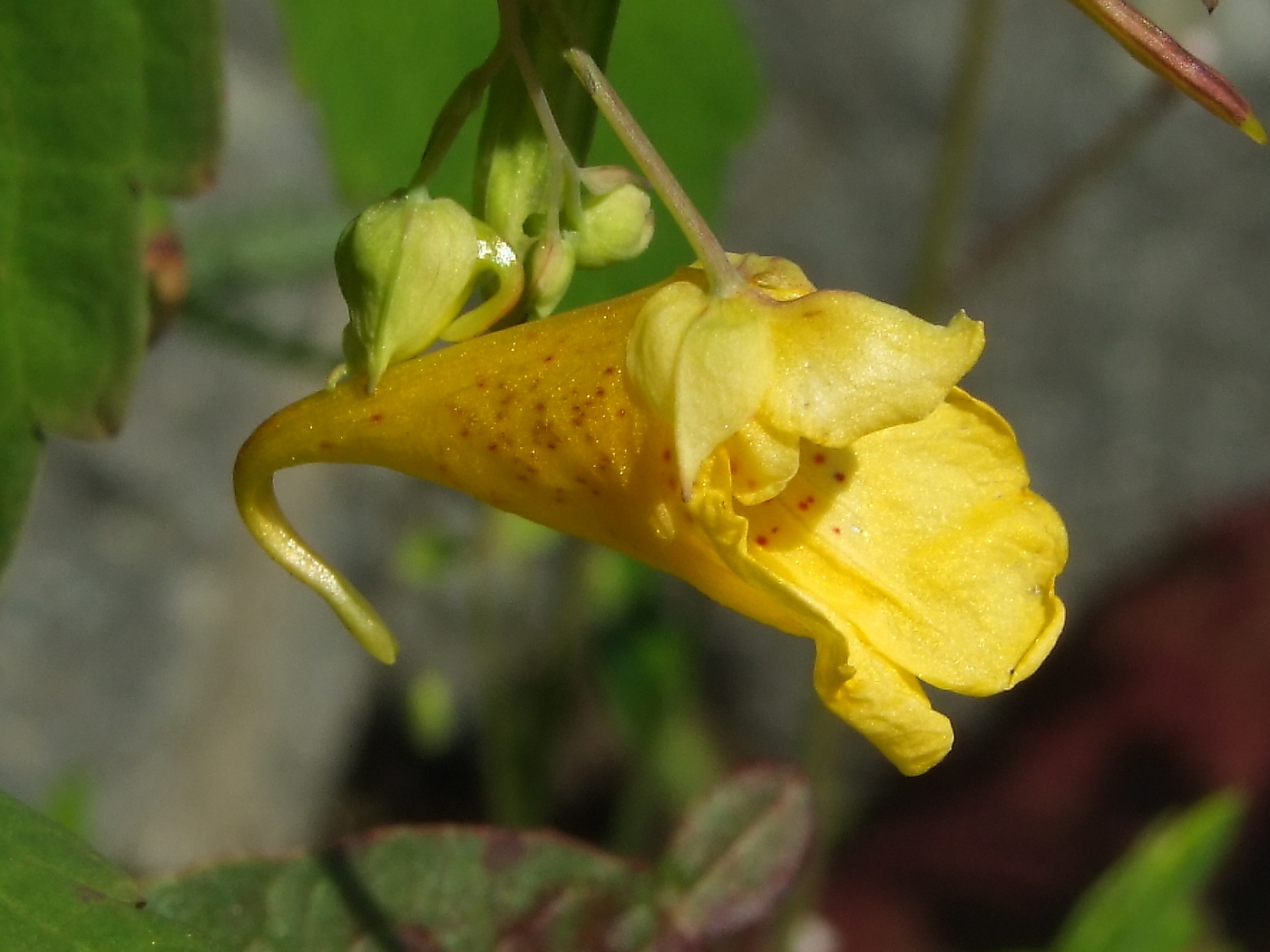 Image of Impatiens noli-tangere specimen.