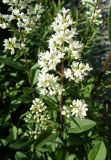 Ligustrum vulgare. Соцветие. Кыргызстан, Чуйская обл., южная окраина г. Бишкек, газон. 25.05.2019.