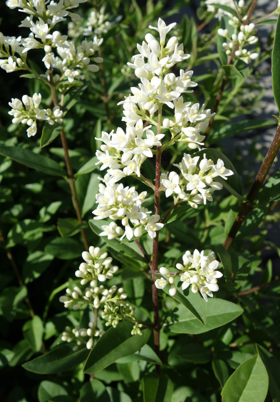 Image of Ligustrum vulgare specimen.