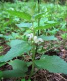 Lamium album