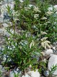 Aconogonon alpinum. Цветущее растение. Кыргызстан, Чуйская обл., Аламудунский р-н, долина р. Ала-Арча, пойма. 27.05.2019.