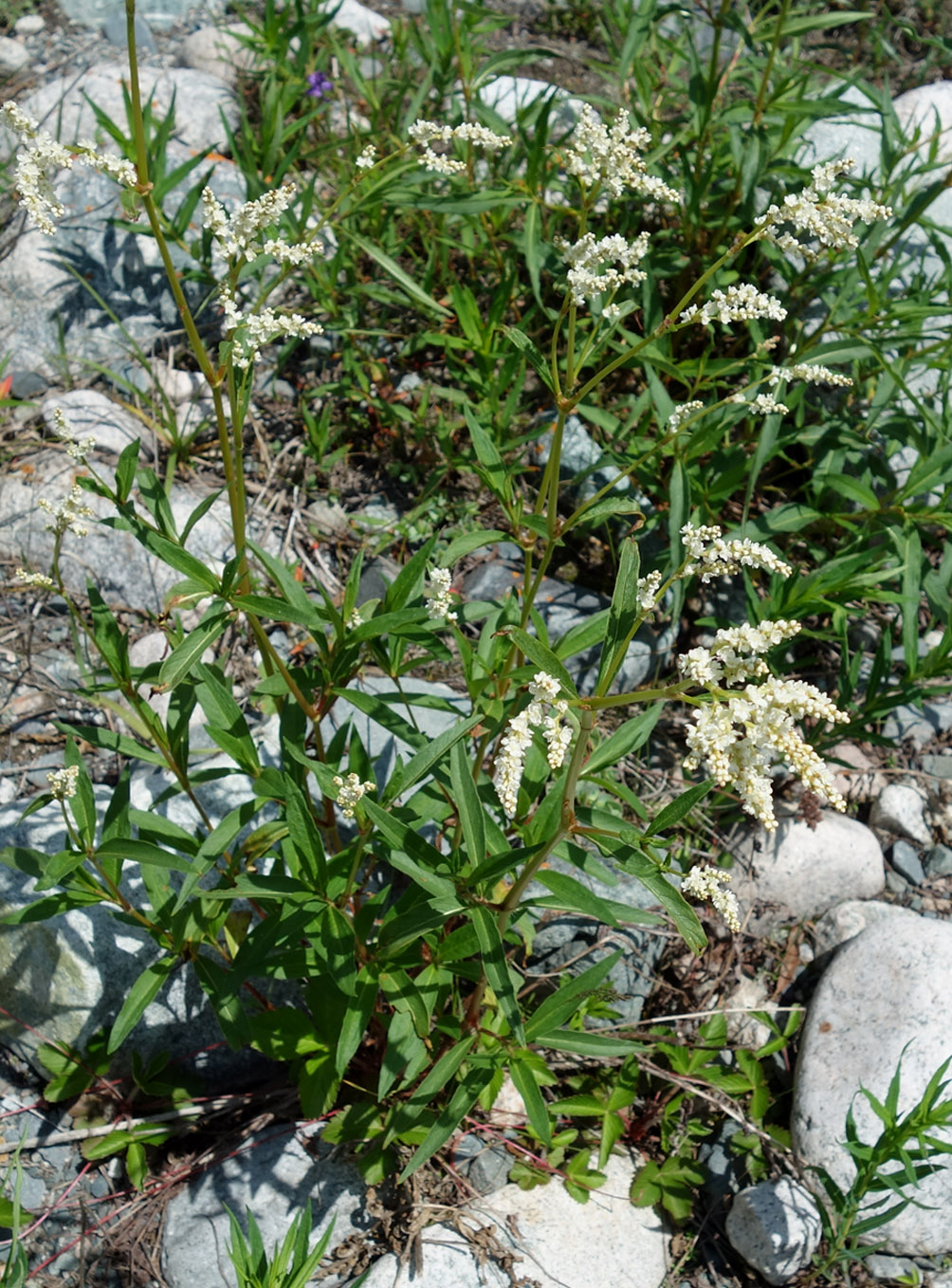 Изображение особи Aconogonon alpinum.