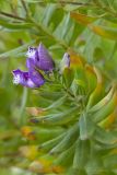 Polygala myrtifolia