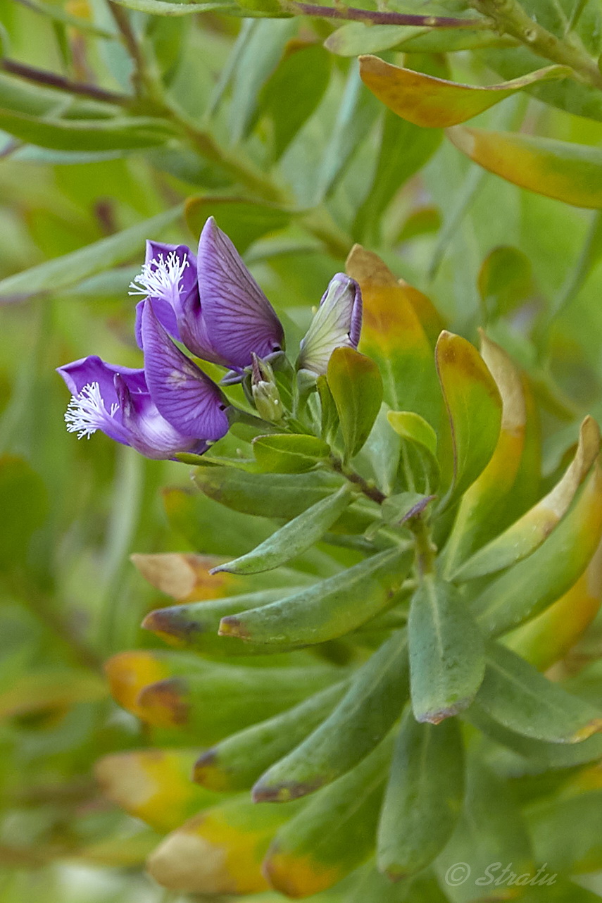 Image of Polygala myrtifolia specimen.