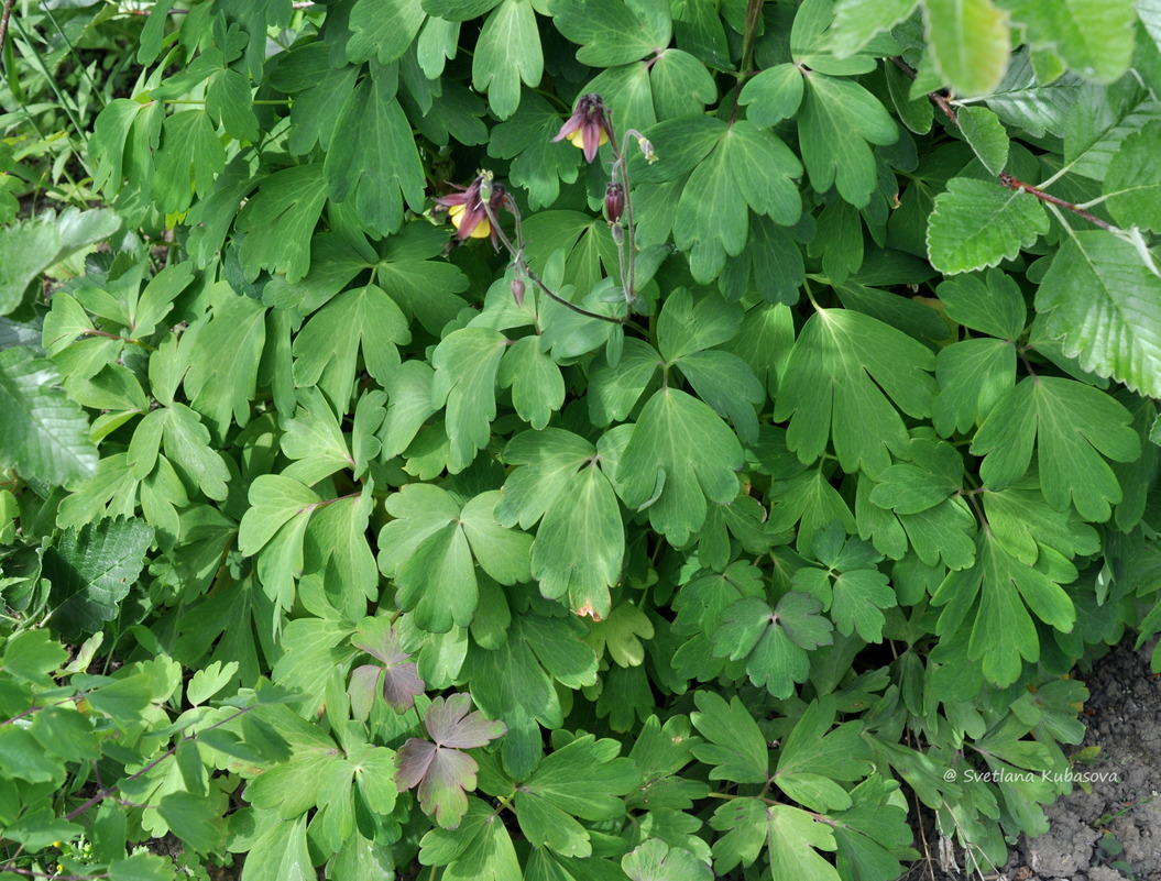 Image of Aquilegia oxysepala specimen.