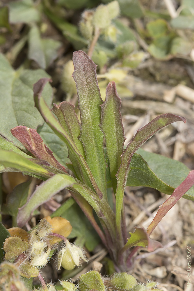 Image of Erysimum repandum specimen.