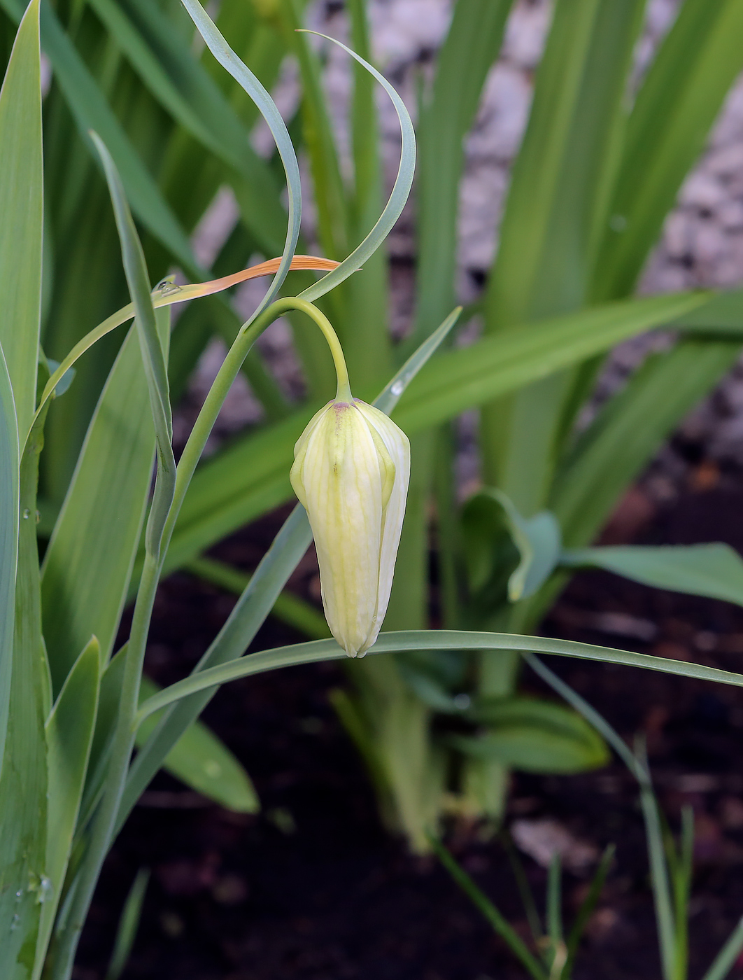 Image of Fritillaria meleagris specimen.