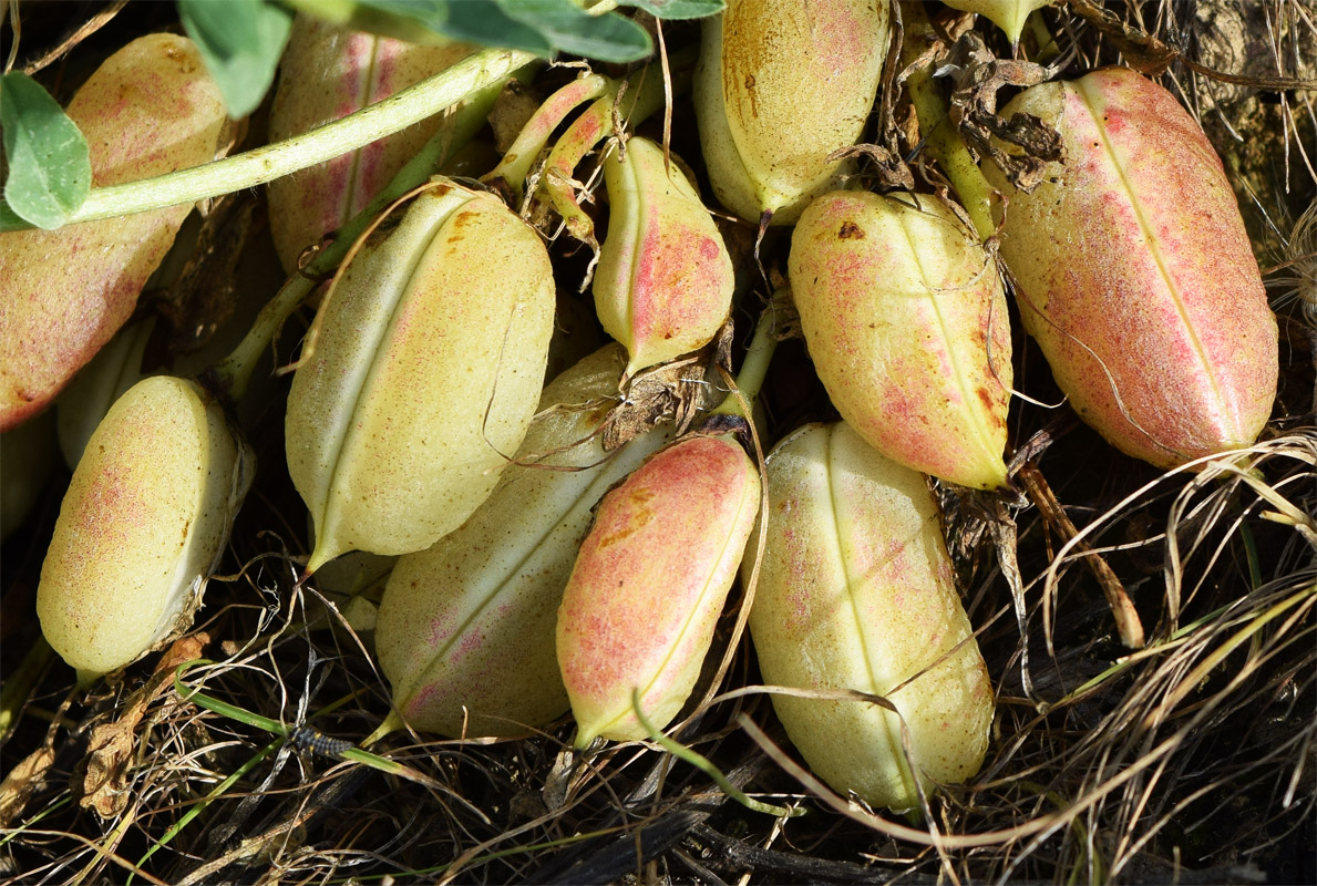 Image of Astragalus macronyx specimen.