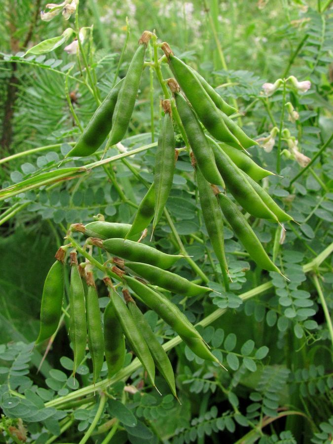Image of Vicia sylvatica specimen.