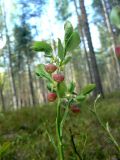 Vaccinium myrtillus. Верхняя часть цветущего растения. Санкт-Петербург, Выборгский р-н, парк «Сосновка», хвойно-мелколиственный лес. 25.05.2020.