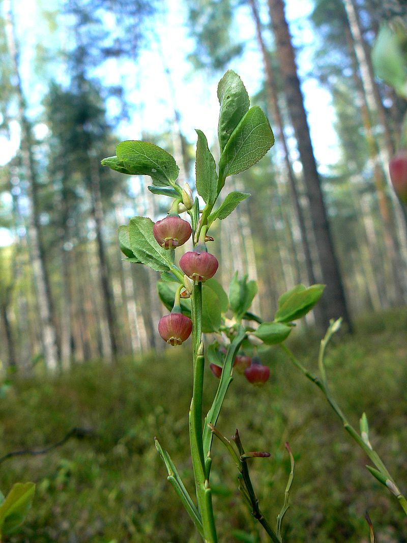 Image of Vaccinium myrtillus specimen.