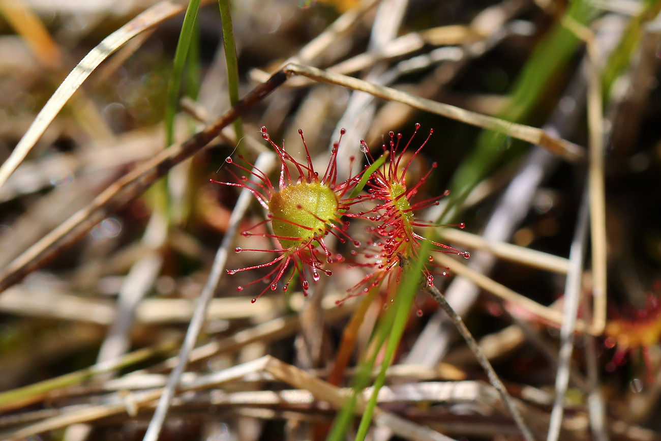 Изображение особи Drosera × obovata.