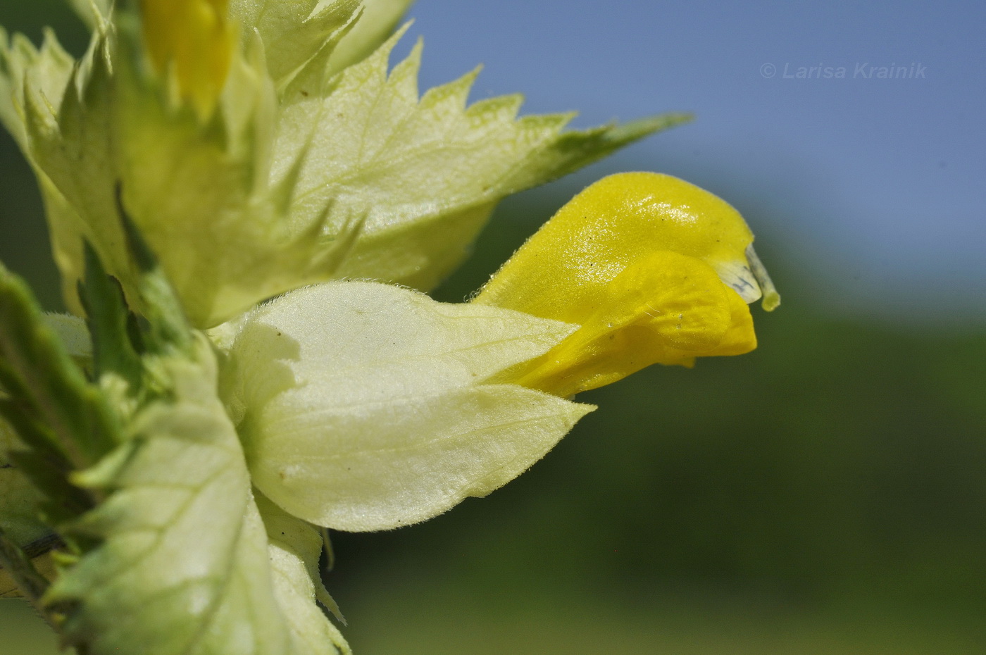 Изображение особи Rhinanthus minor.