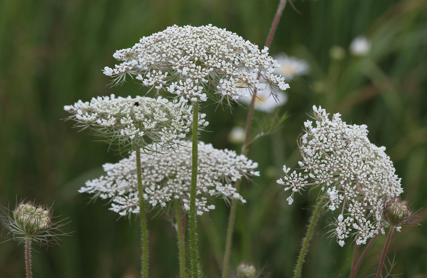 Image of Daucus carota specimen.