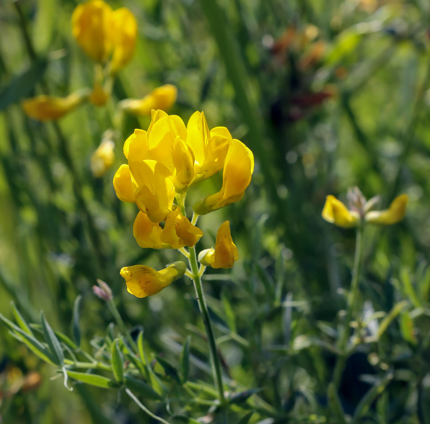 Изображение особи Lathyrus pratensis.