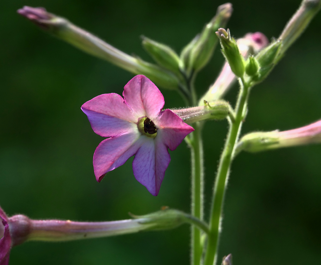 Изображение особи Nicotiana alata.