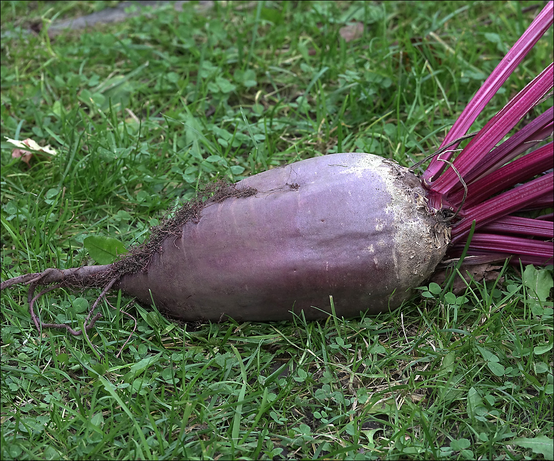 Image of Beta vulgaris specimen.