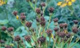 Ligularia dentata