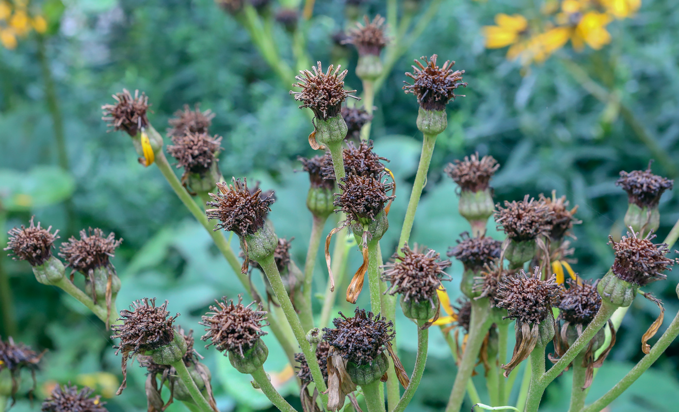 Изображение особи Ligularia dentata.