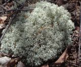 род Cladonia. Таллом. Тверская обл., Весьегонский р-н, бывшая свалка опилок на сфагновом болоте, земляной вал, сосняк. 1 мая 2020 г.