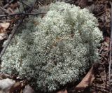 genus Cladonia