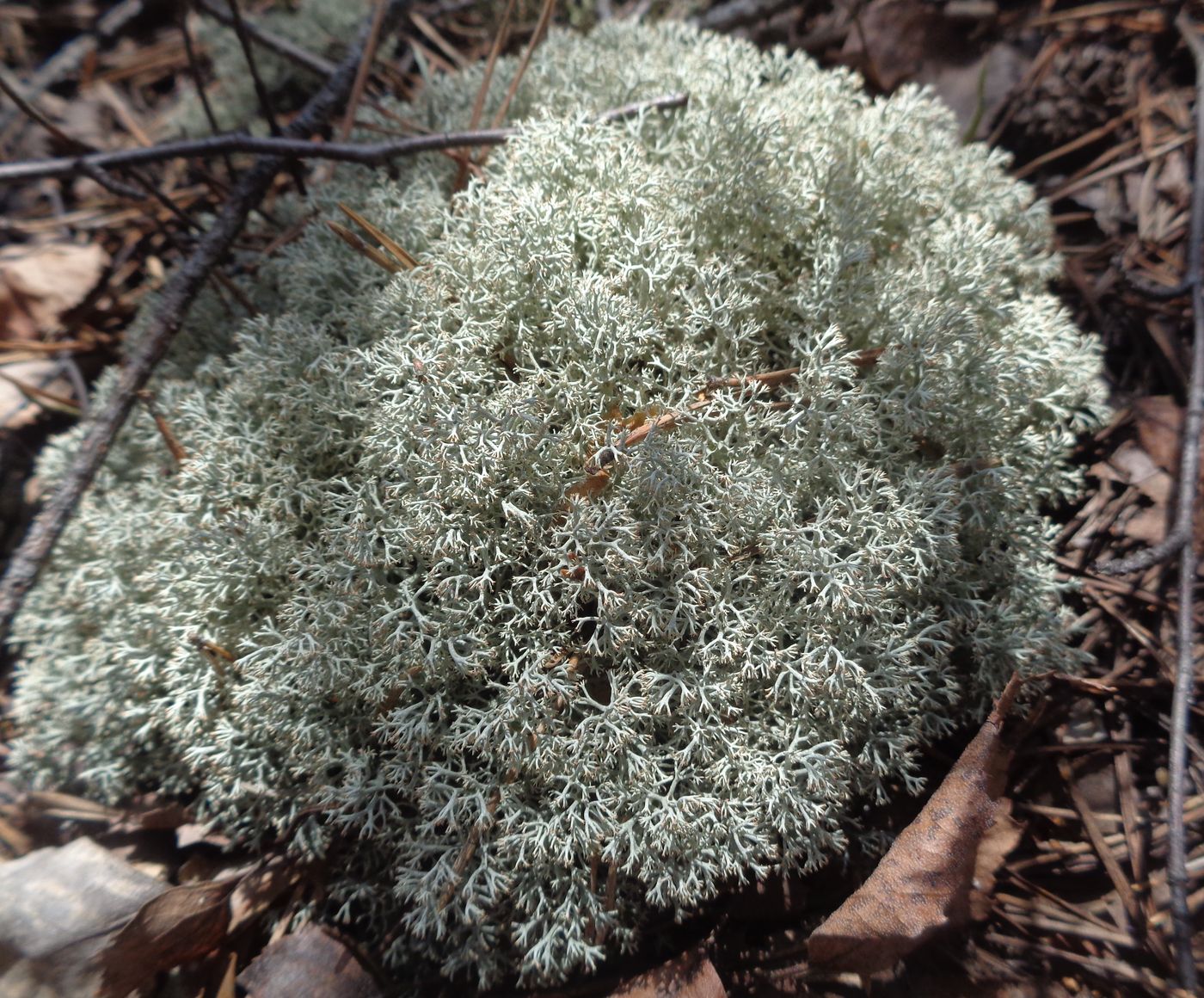 Изображение особи род Cladonia.