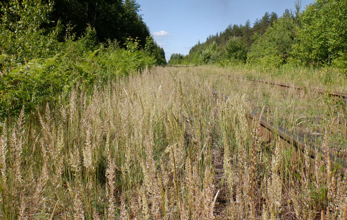 Изображение особи Koeleria glauca.