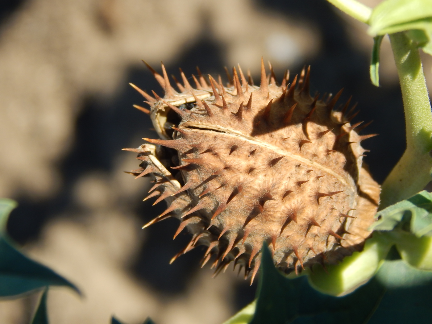 Image of Datura stramonium specimen.