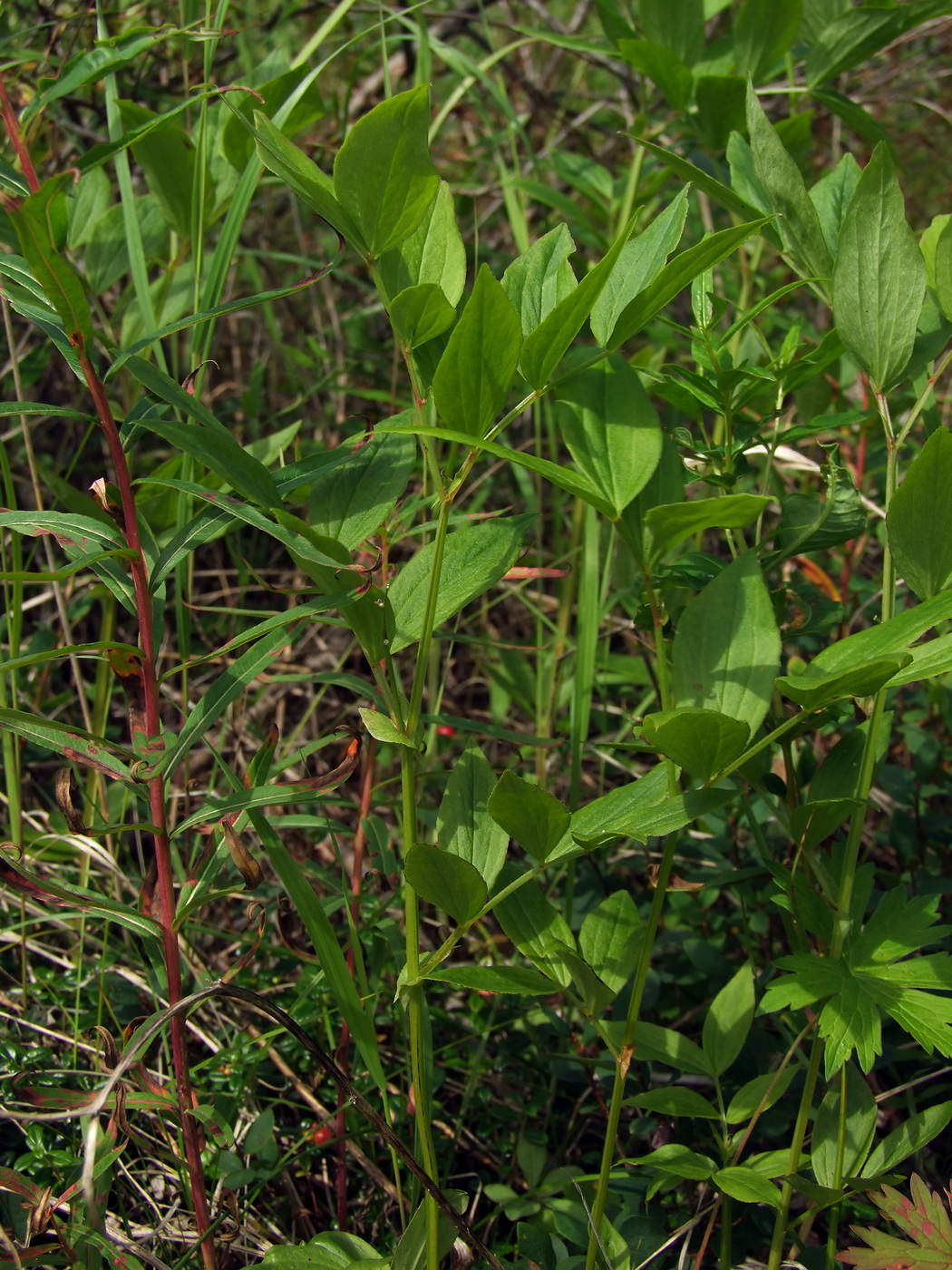 Изображение особи Lathyrus komarovii.