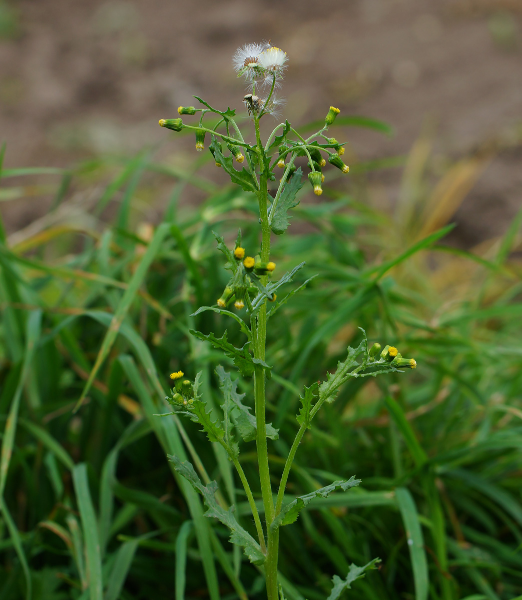 Изображение особи Senecio vulgaris.