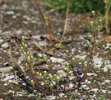 Symphyotrichum ciliatum. Плодоносящее растение. Приморский край, г. Владивосток, на пустыре. 01.10.2020.