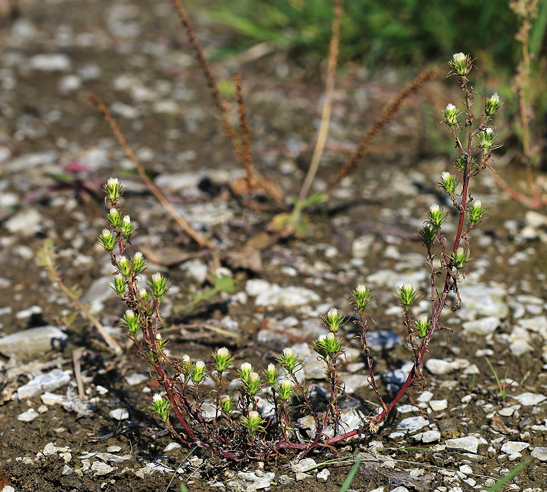 Изображение особи Symphyotrichum ciliatum.