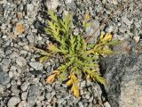 Papaver lapponicum